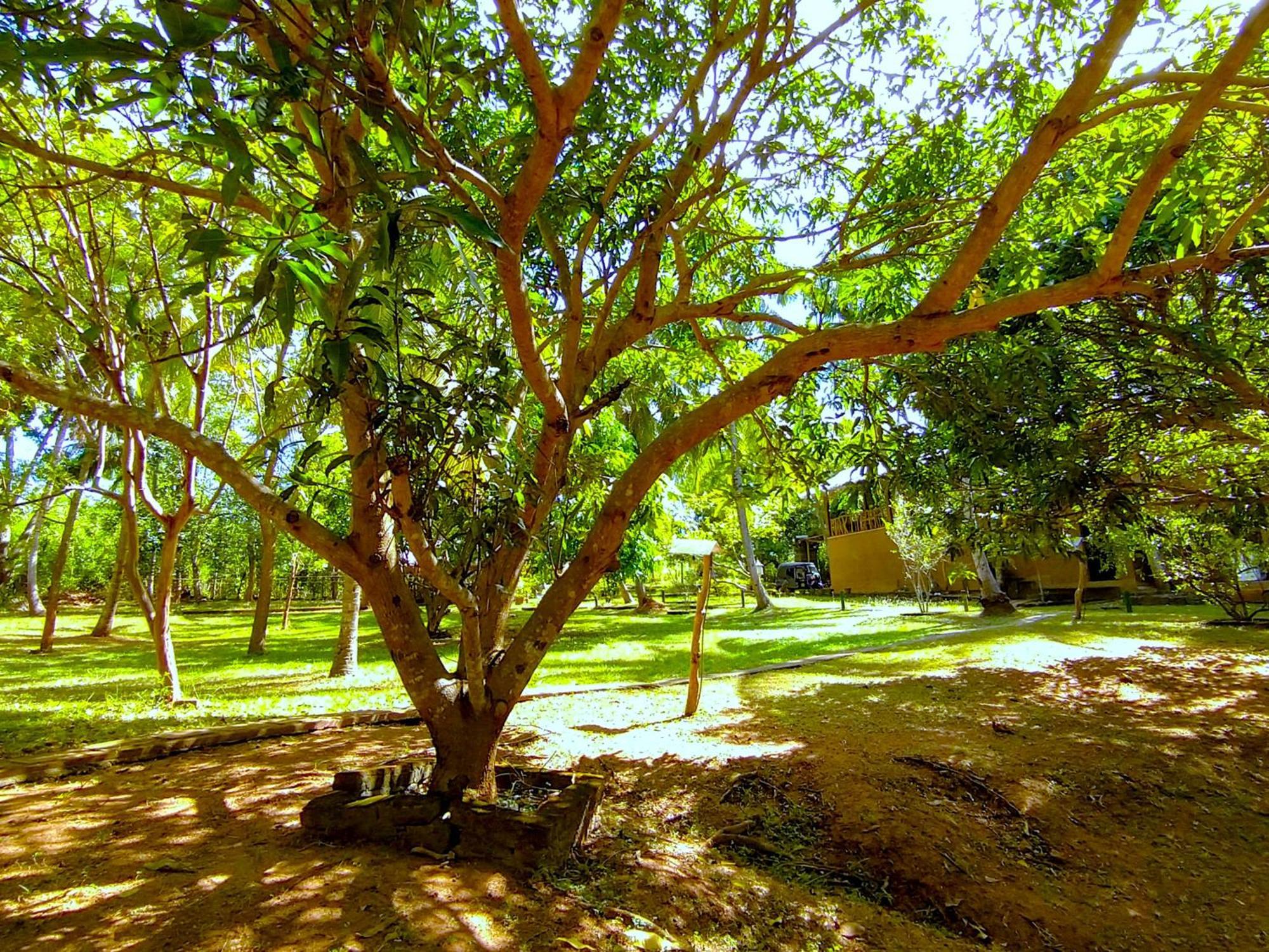 Hotel Nuwa Serenity River Retreat Udawalawe Exterior foto